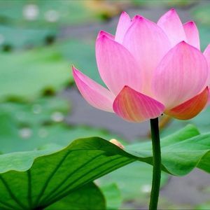 Meet your Posher, Ines